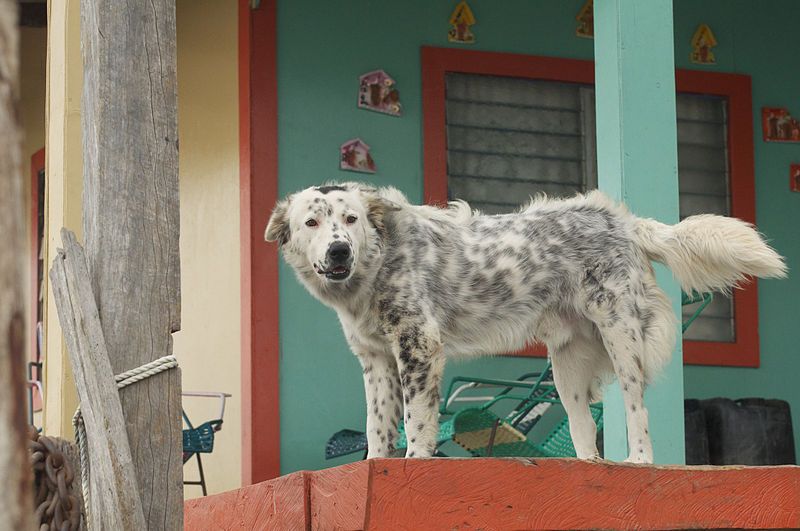 File:Rio limon venezuela227.jpg