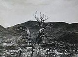 The devastated Sannō camphor trees, 1945