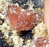 Red-colored crystal of sarkinite