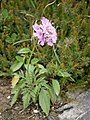 Scabiosa lucida