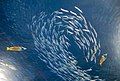 Image 65Predator fish sizing up schooling forage fish (from Marine food web)