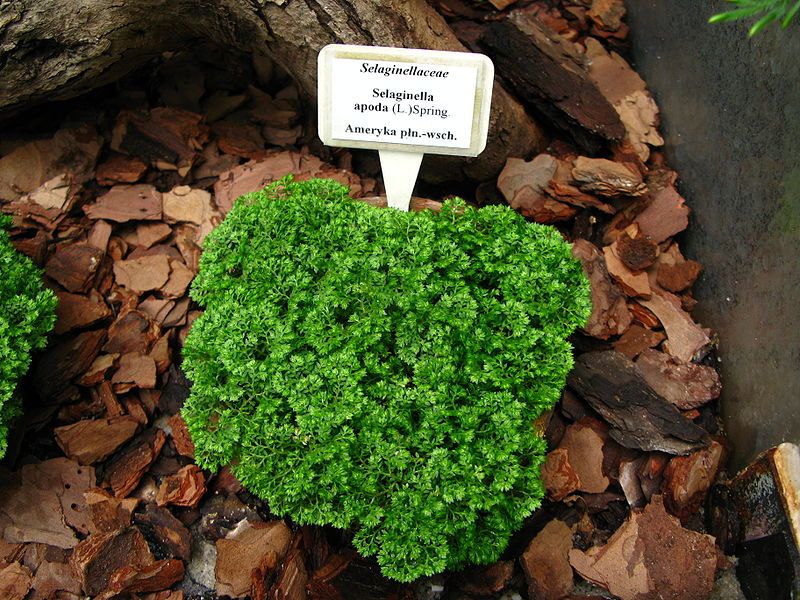 File:Selaginella apoda Kraków.JPG