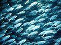 Image 23Schooling threadfin, a coastal species (from Pelagic fish)