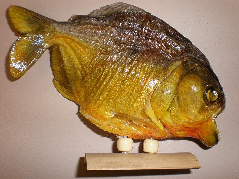 File:Souvenir piranha side.JPG