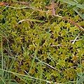 Sphagnum, undetermined species, La Bresse.