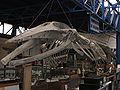 Whale skeleton