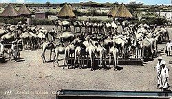 Camels in El-Obeid (early 1960s)