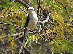 Swinhoe's minivet from the gardens of the campus.