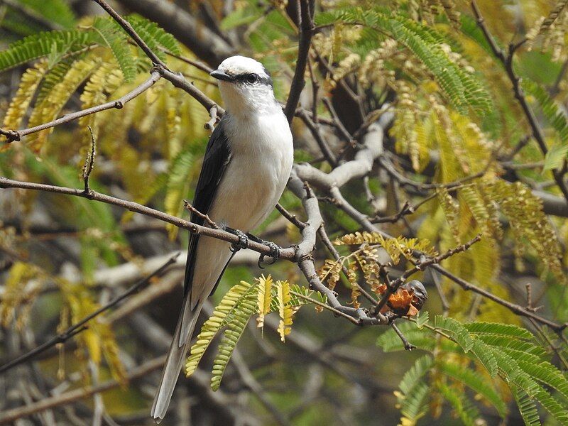 File:Swinhoe's minivet.jpg