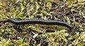 Image 11Tachypodoiulus niger, a millipede (from Myriapoda)