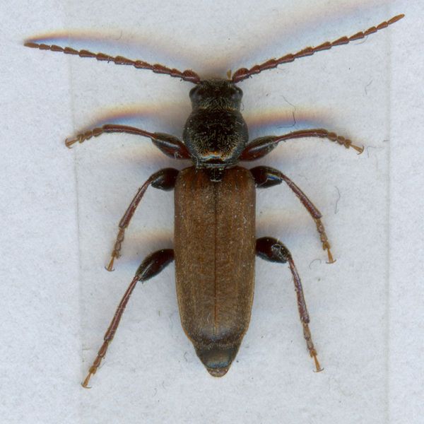 File:Tetropium castaneum2.jpg