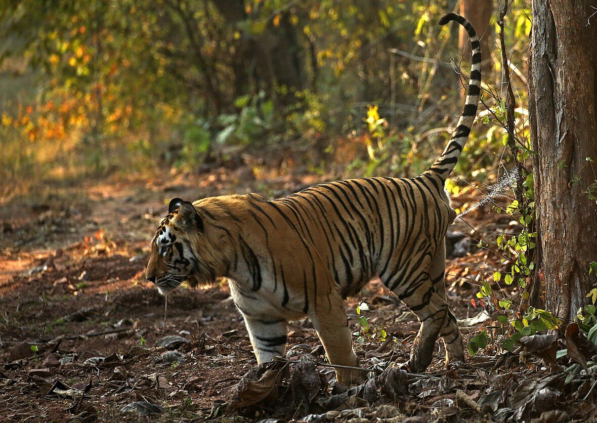 A tiger aims his penis backward while urinating.[1][2]