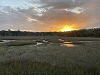 Sunset over a marsh with grasses growing in a river next to a forest