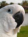 as does this Umbrella Cockatoo