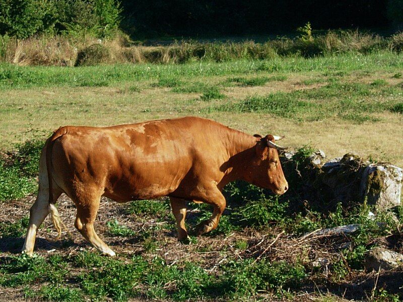 File:Vaca gallega.JPG