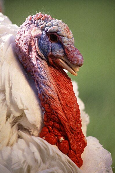 File:WhiteTurkeyBirdFace.jpg