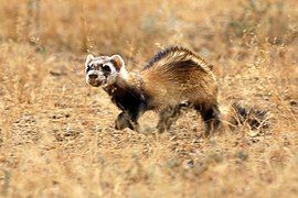 Steppe polecat