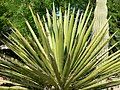 Yucca faxoniana