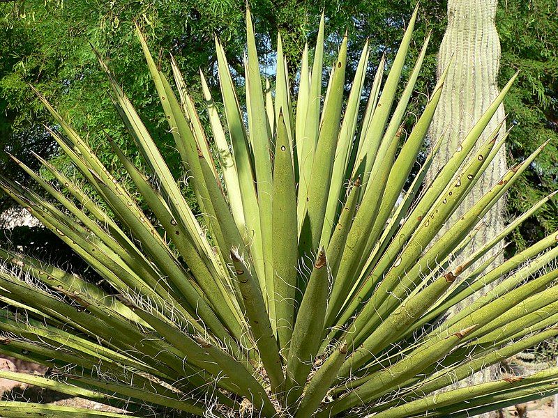 File:Yucca faxoniana 2.jpg