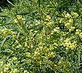 Flowers and foliage