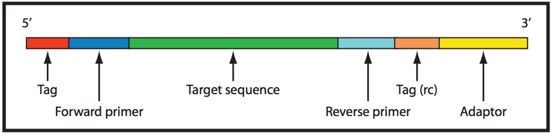 File:Amplicon.png