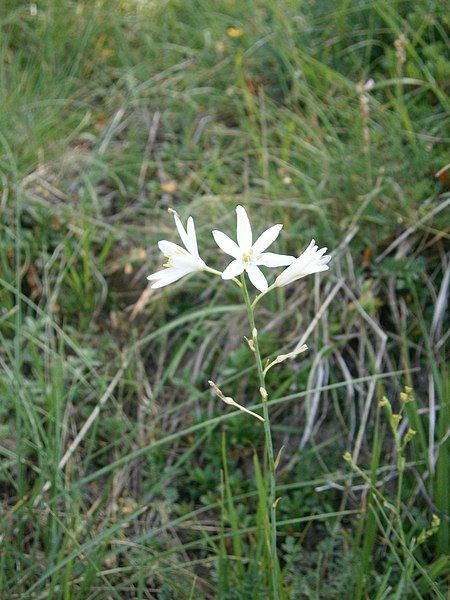 File:Anthericum liliago 2022.JPG