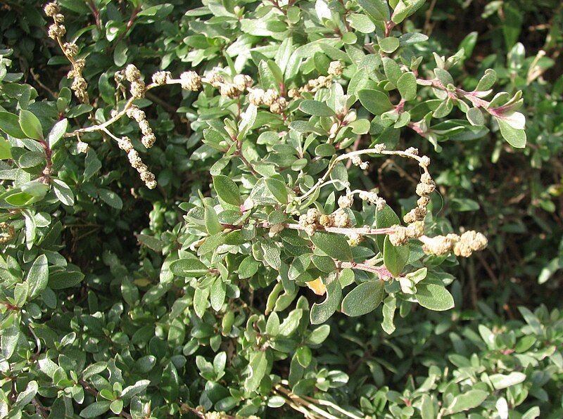 File:Atriplex paludosa.jpg