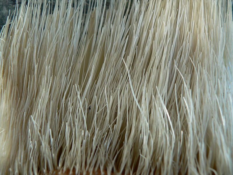 File:Baleen P1180087.jpg