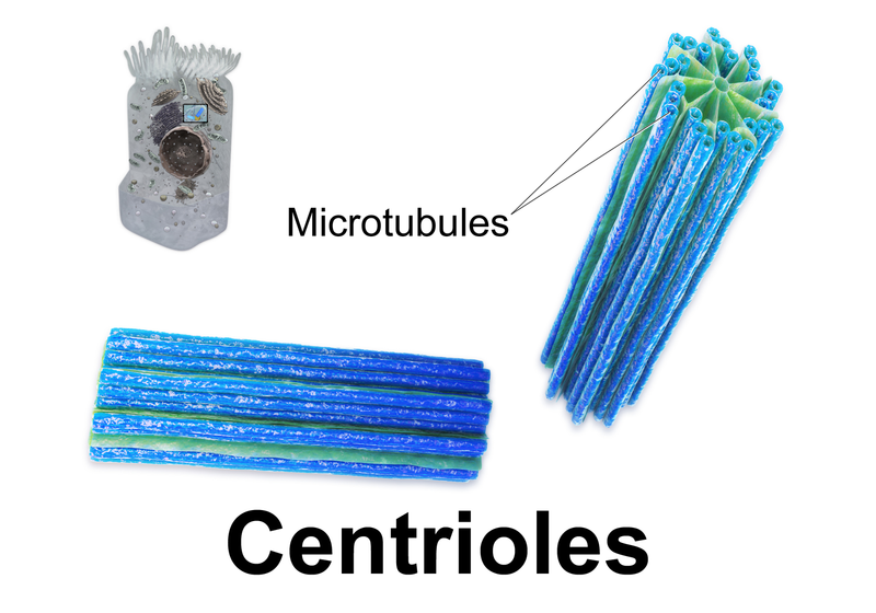 File:Blausen 0214 Centrioles.png