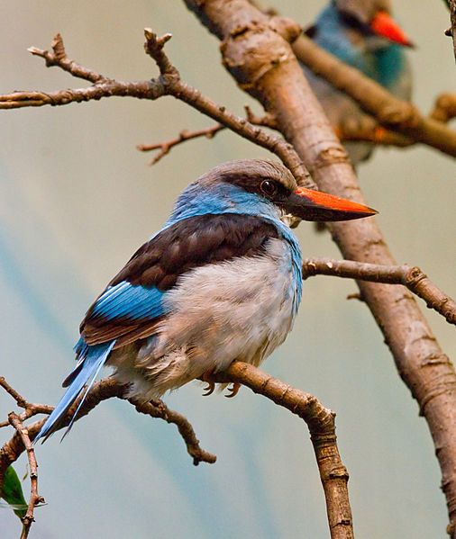 File:BlueBreastedKingfisher.jpg