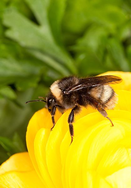 File:Bombus occidentalis.jpg