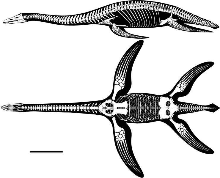 File:Brancasaurus skeleton.png