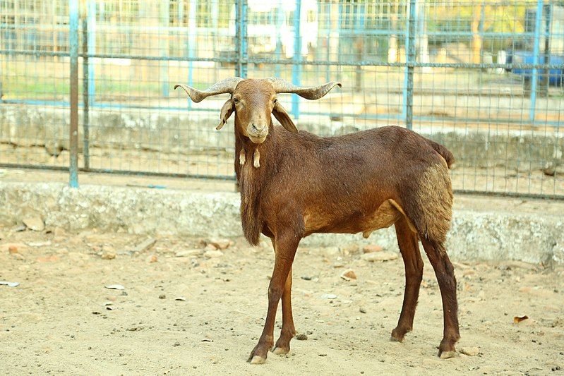 File:Breeding ram.jpg