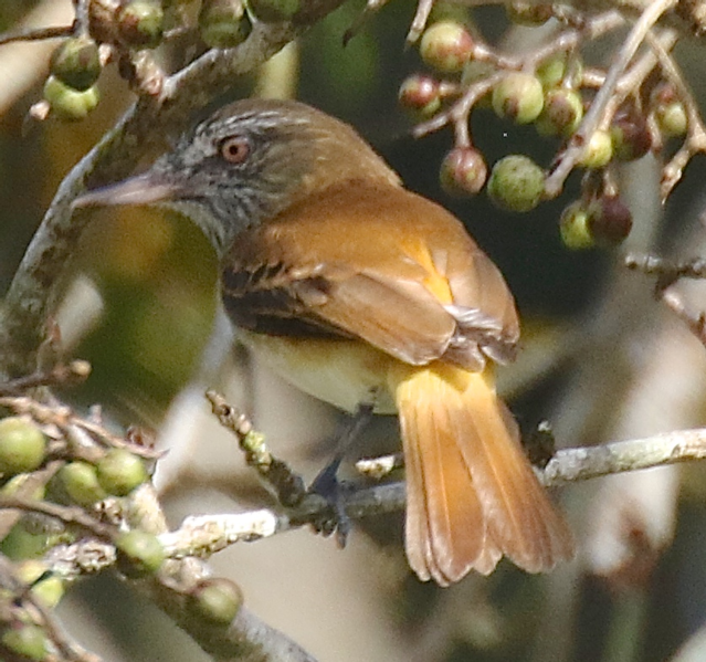 File:Bright-rumped Attila.tif