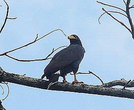 Mangrove black hawk