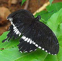 Tropical Butterfly shot at Bannerghatta Butterfly Park,Bangalore,India.