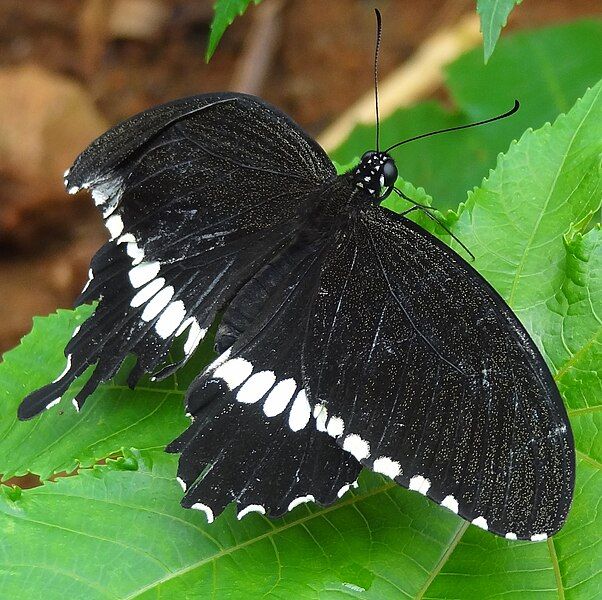 File:Butterfly1@BP.JPG