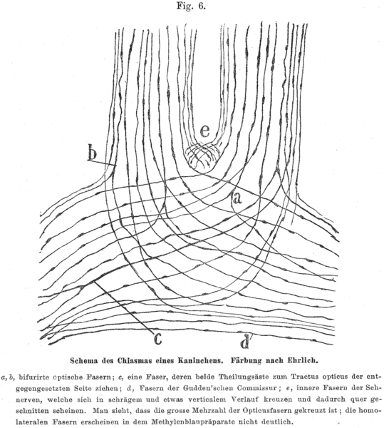 File:Cajal 1898 Fig6.png