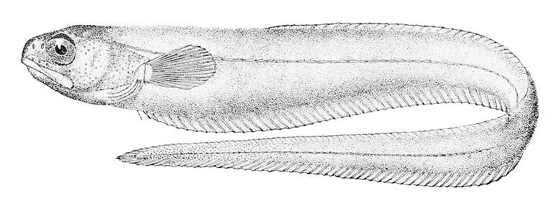 File:Carapus dubius.jpg