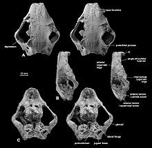 Series of photographs of a skull