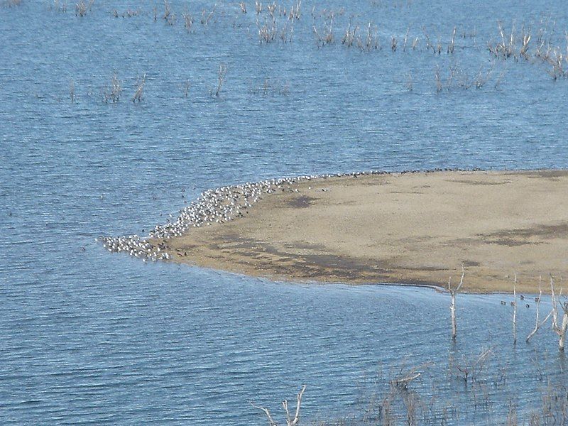 File:Cedarbluffmudflat.jpg