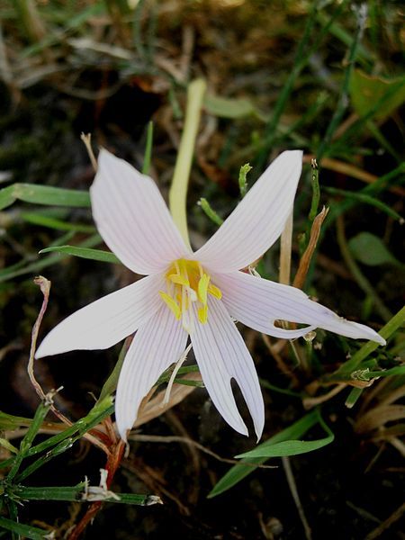 File:Colchicum alpinum RHu003.jpg