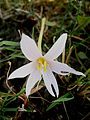 Colchicum alpinum nibbled by caterpillar or snail