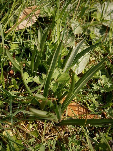 File:Colchicum bulbocodium leaves4.jpg