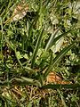 Colchicum bulbocodium leaves