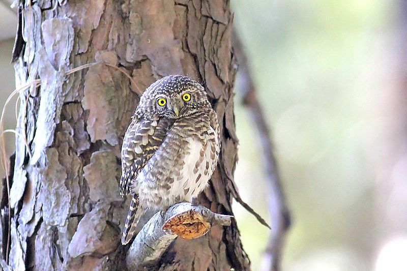 File:Collared Owlet1.jpg