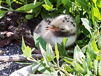 A chick on an island off the coast of Maine