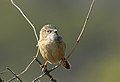 Common babbler T. c. caudata at Khijadiya Bird Sanctuary, Gujarat, India