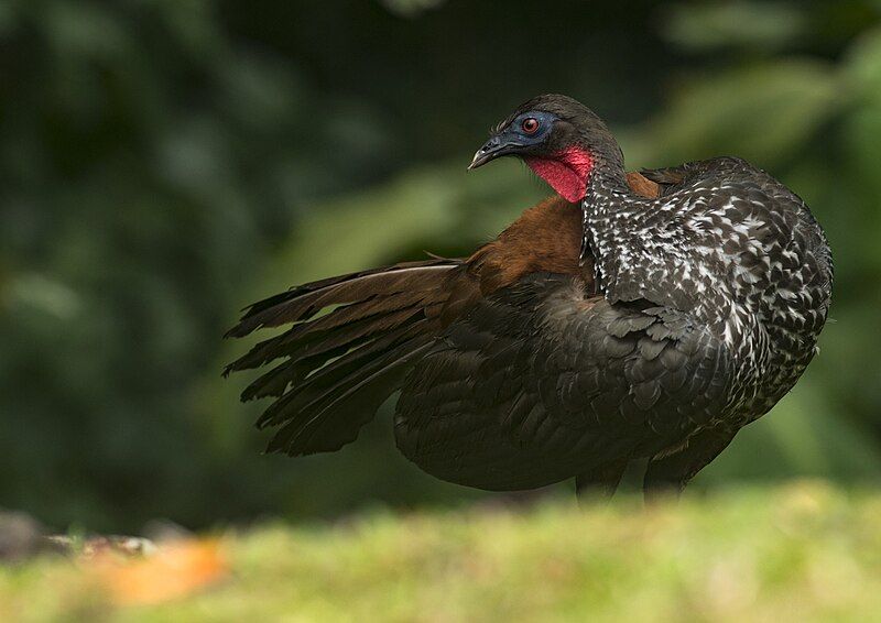 File:Crested Guan.jpg