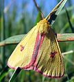 Diacrisia sannio (Diacrisia sannio), Männchen